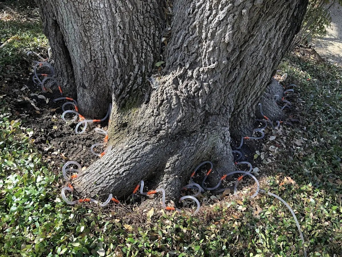 Detailed Tree Cabling and Bracing job site in Lansford