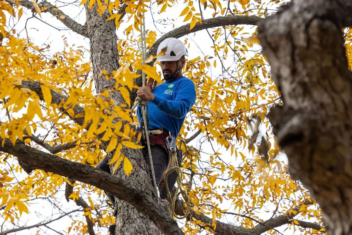 Skilled Tree Pruning crew working in Lansford